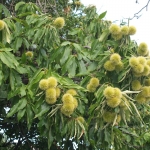 castanea_sativa.jpg