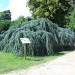 cedar-weeping-blue-atlas_UK_500_0000288.jpg
