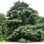 cedrus_deodara_-_Vilmorin_-_Deodara_cedar.jpg