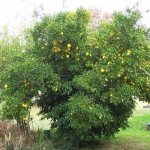 Poncirus trifoliata x Citrus paradisi (Citrumelo)