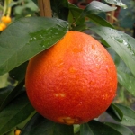 Citrus sinensis Sanguinello (Vérnarancs)