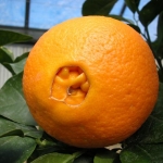 Citrus sinensis "Washington Navel" (Görög narancs)