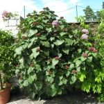 clerodendrum-bungei16884.jpg
