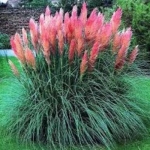 cortaderia_pink_pampas_1024x1024.jpg