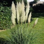 cortaderia_white.jpg
