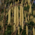 corylus_avellana_-_Vilmorin_-_Hazel.jpg