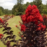 crimson-red-3.jpg