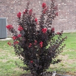 crimson_red1.jpg