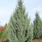 cupressus-arizonica-fastigiata-aptb9v.jpg