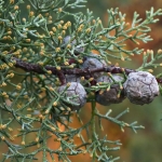 cupressus_arizonica_cone1320029527515.jpg