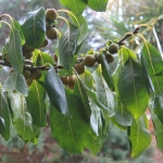 diospyros_lotus_ripening_fruit_ventnor.jpg