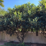 eriobotrya-japonica-mainim-600x600.jpg
