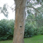 eucaliptus_parvula1.jpg