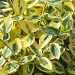 euonymusEmeraldNGold.jpg