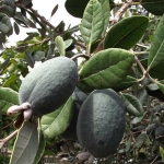 feijova21.jpg