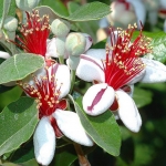 feijova3.jpg