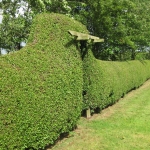 garden_privet_800x600.JPG