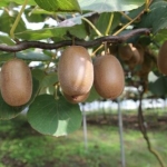 gold_kiwi.jpg