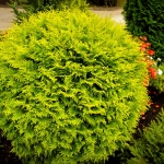 golden-globe-thuja-1.jpg