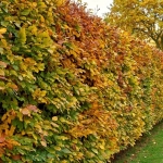 hainbuche-carpinus-betulus-hecke-60-80-to.jpg