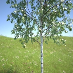 hd_tree_betula_pendula_103su_3d_model_obj.jpg