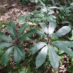 helleborus-niger-subsp-macranthus444.jpg