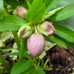 helleborus-orientalis-lenten-rose-2.jpg
