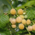 himbeere-golden-queen.jpg