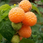 himbeere-golden-queen1-image_galerie_gros.jpg