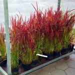 imperata-cylindrica-red-baron-im-1l-conta.jpg