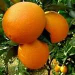 Citrus sinensis "Washington Navel" (Görög narancs)