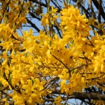 jcs-forsythia-x-intermedia-47517.jpg