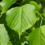 jcs-tilia-cordata-17485.jpg