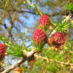 larix-decidua-090412-161231.jpg