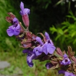 leo-mic-Salvia-officinalis-1189.jpg