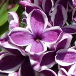 lila-syringa-Sensation-ld-howard-carshalt.jpg