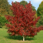 liquidambar-styraciflua-worplesdon.jpg