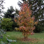 liquidambar.jpg
