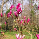magnolia_susan_1_1.jpg