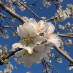 mandorlo-in-fiore.jpg