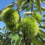 Castanea sativa x mollissima (Eurázsiai hibrid szelídgesztenye)