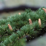 mature_specimens_of_cedrus_deodara_can_be.JPG