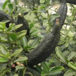 Microcitrus australasica x Fortunella x C. aurantifolia mexicana (Microcitrus australasica, Finger lime)