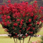 petit_red_1.jpg
