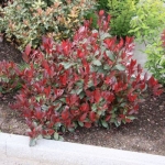 photinia-fraseri-little-red-robin-138648-.jpg