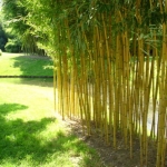 phyllostachys-aureosulcata-aureocaulis-ba.jpg