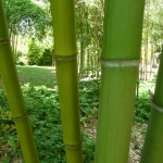 phyllostachys_viridis_022_2.jpg