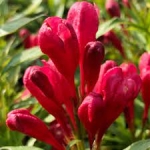 piccobellla.jpg