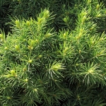 picea-glauca-conica-p-image-13678-grande.jpg