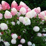 pink2_rose_111-600x450.jpeg